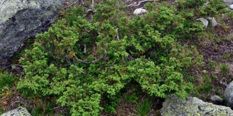 Sibirska smreka: fotografija i opis
